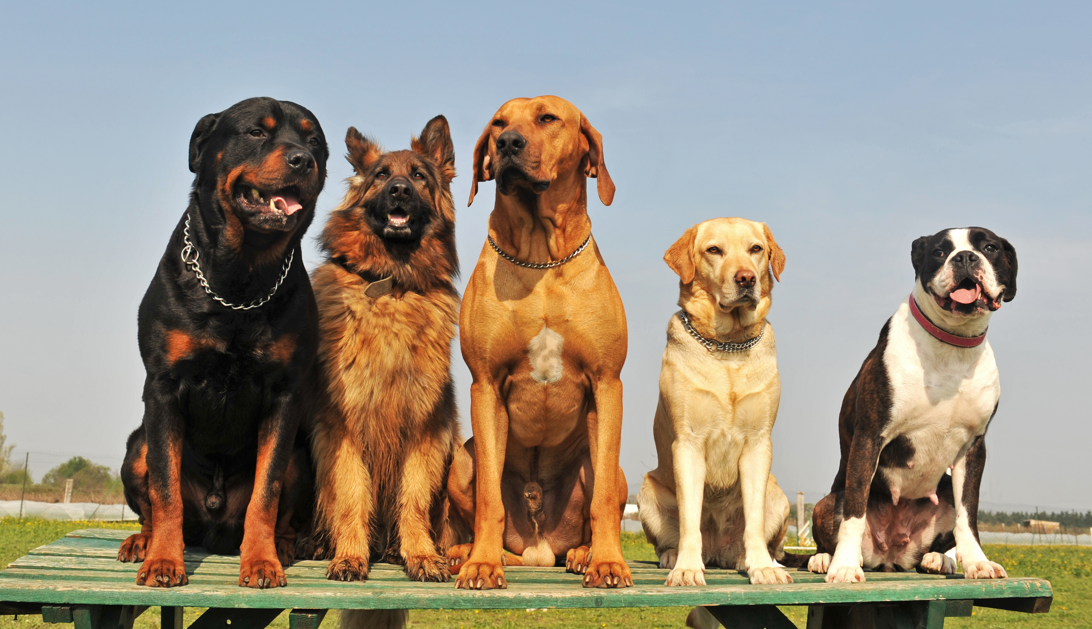 five big dogs