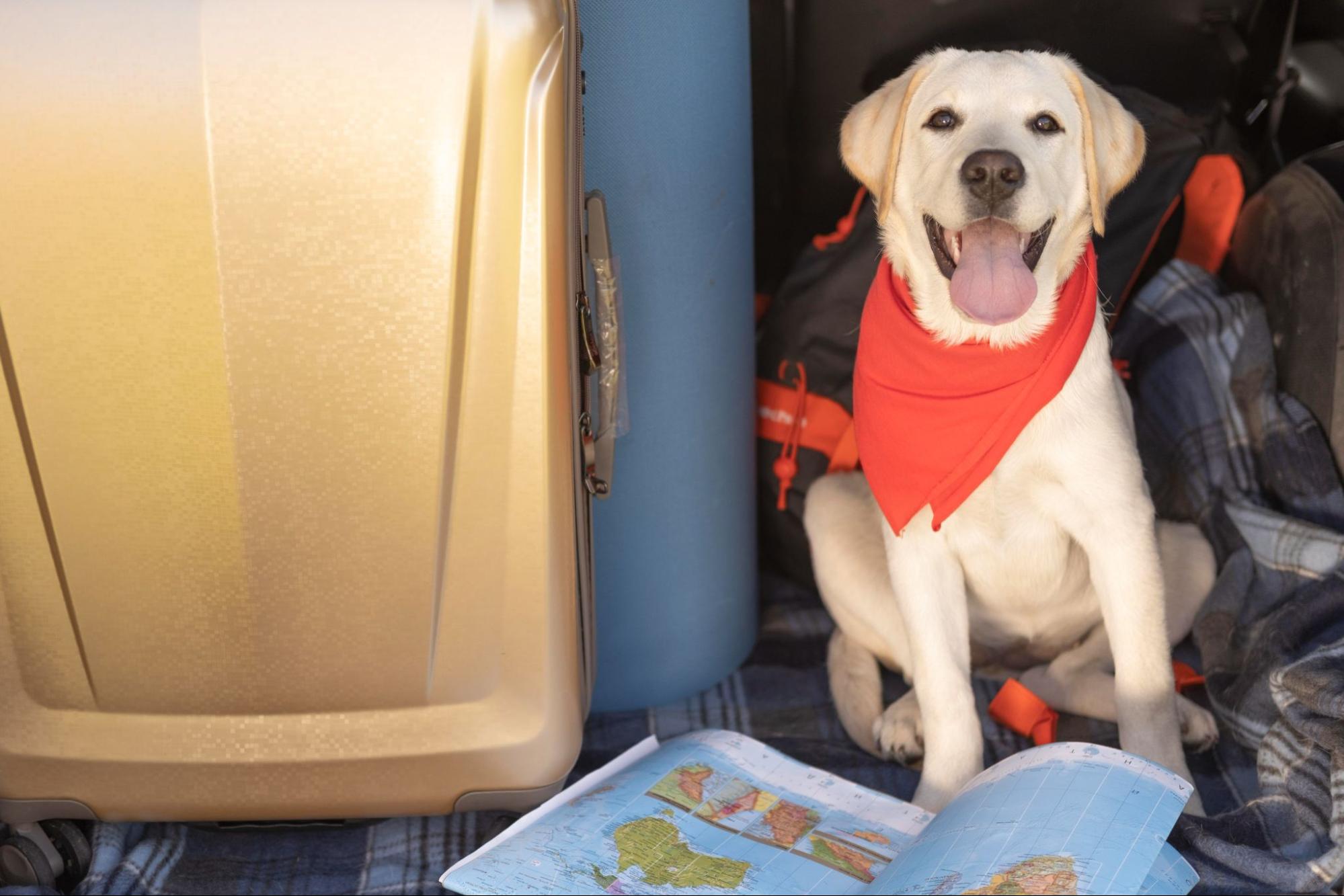 Pet Air Travel vs Ground Transport